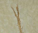 Leptolepides sprattiformis (BLAINVILLE 1818) - Bild © FossNet FossilienStore